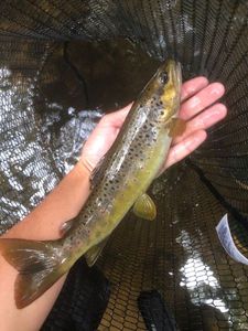 Brown Trout