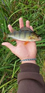 European Perch