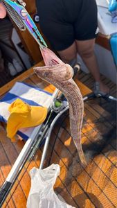 Inshore Lizardfish