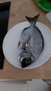White Seabream