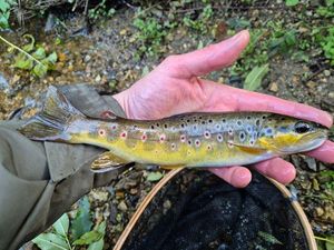 Brown Trout