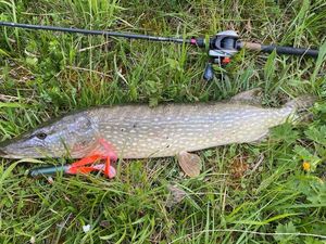 Northern Pike