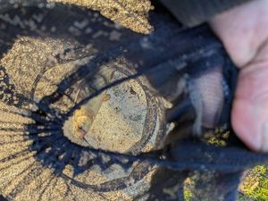 Common Bream