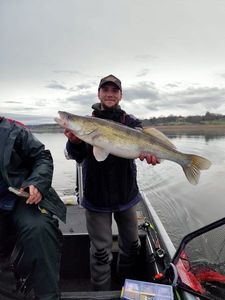 Zander