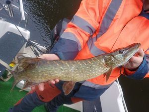 Northern Pike