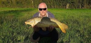 Common Carp