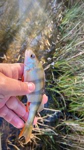 European Perch