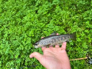 Brown Trout