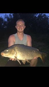 Common Carp
