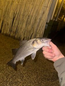 European Bass (Seabass)