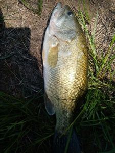 Largemouth Bass