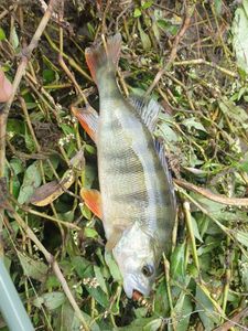 European Perch