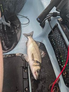 European Bass (Seabass)