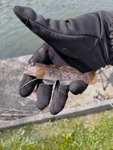 Round Goby