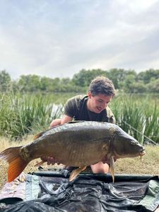Mirror Carp