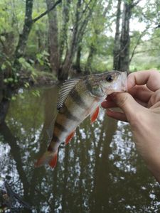 European Perch