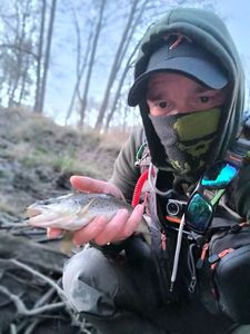 Brown Trout