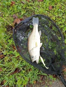 Largemouth Bass