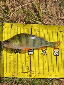 European Perch