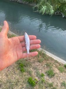 Gudgeon