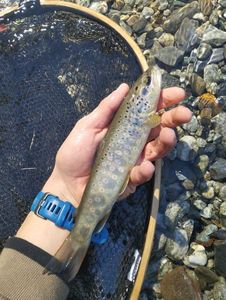 Brown Trout