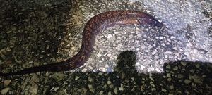 Mediterranean Moray