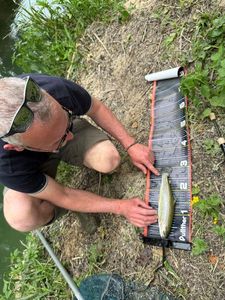 Rainbow Trout