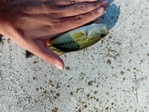 Largemouth Bass