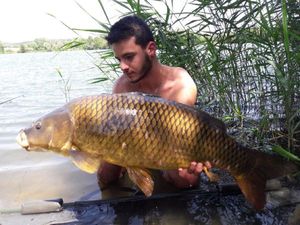 Common Carp