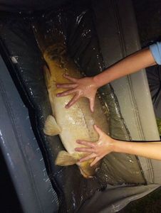 Mirror Carp