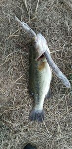 Largemouth Bass