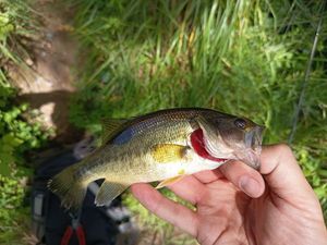 Largemouth Bass
