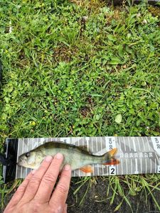 European Perch