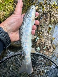 Brown Trout