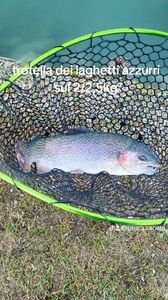 Rainbow Trout