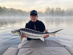 Starry Sturgeon