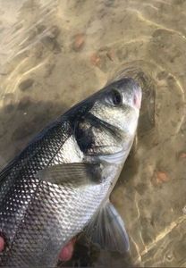 European Bass (Seabass)