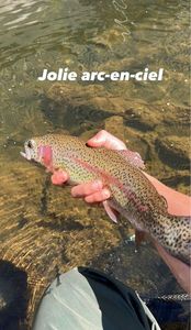 Rainbow Trout