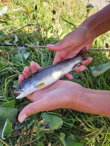 Arctic Char