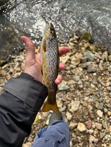 Brown Trout