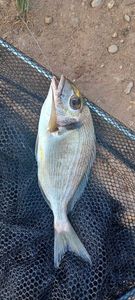 Gilthead Seabream