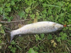 Brown Trout