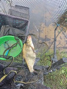 Common Bream