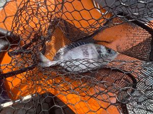 Black Seabream
