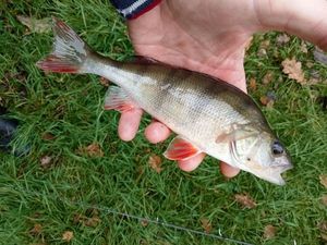 European Perch