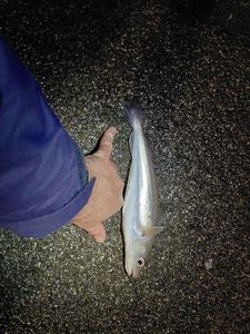 Whiting