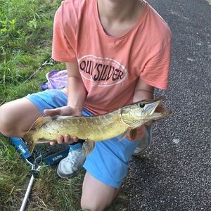 Northern Pike