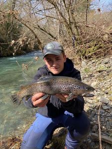 Brown Trout