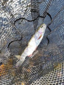 Rainbow Trout