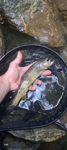 Brown Trout